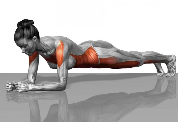 Programme musculaire